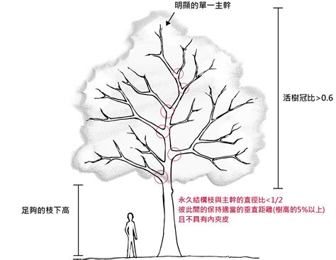 樹冠位置|錯誤樹冠位置的後果